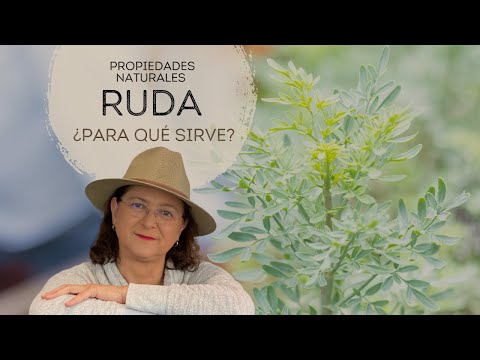 Increíbles secretos de la ruda en la cocina