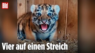 Magdeburgs Zoo zeigt süße Tiger-Babys