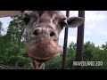 Maryland Zoo Giraffe Experience