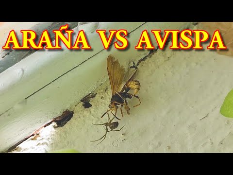 ARAÑA VS AVISPA ¿Quién ganará? Duelo entre avispa y araña