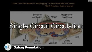 Single Circuit Circulation