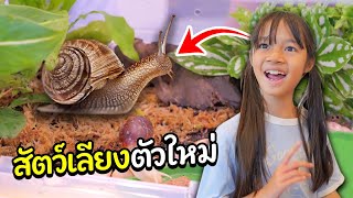บริ้งค์ไบรท์ | หอยทาก สัตว์เลี้ยงสุดแปลกของบ้านเรา