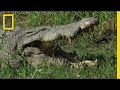 Evolutionary Connections: Birds, Alligators, and Dinosaurs