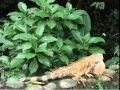 Niche Concepts in Ecology