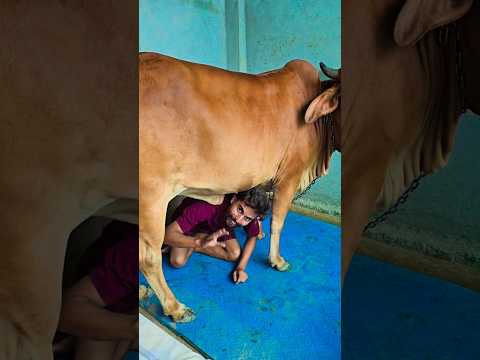 Jai gau Mata Jai shree Krishna 🙏  #trending #youtube #shorts #short #viral #foryou #like #reels #top