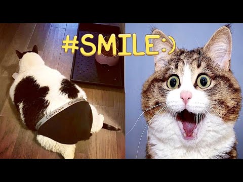 ПРИКОЛЫ С ЖИВОТНЫМИ ( часть 5 )