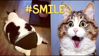 ПРИКОЛЫ С ЖИВОТНЫМИ ( часть 5 )