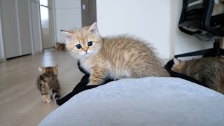 Cute kitten running around on its owner's stomach...
