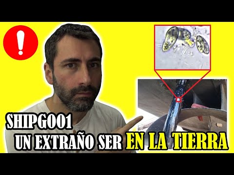 Descubren una Nueva y Aterradora Forma de Vida en la Tierra Similar al PETRÓLEO