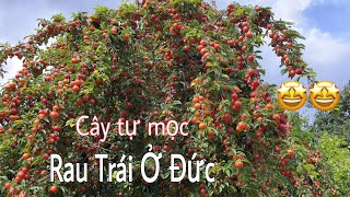 Không thể tin cây tự mọc quả nhiều như vậy. Thu hoạch mận cherry đỏ | Cuộc sống nông thôn ở Đức