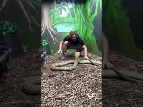 Giant KING COBRA! #Shorts