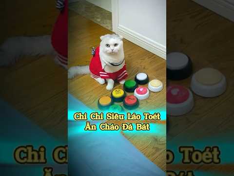 📌 Chi Chi Siêu Láo Toét Ăn Cháo Đá Bát #MèoÚỚ #ChóMèo #ThúCưngLầyLội #ChóMèoDrama