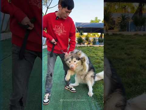 The Owner Wasn't Expecting Dog Reaction 😨 While Training #shorts #pets #trending