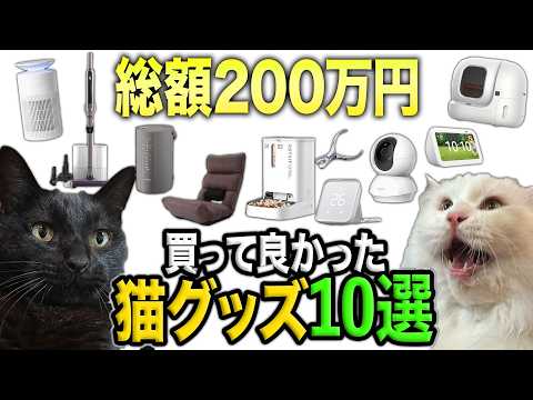 【総額200万】本当に買って良かった猫グッズ10選　《2024年版》