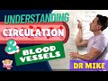 Circulatory System Functions and Structures