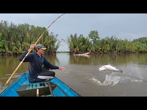 Diterpa hujan lagi,dua ekor ikan Barramundi di hari ketiga