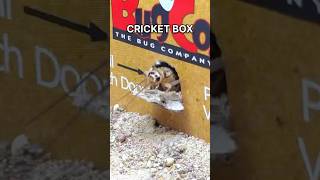 I GAVE my ANTS a BOX of CRICKETS