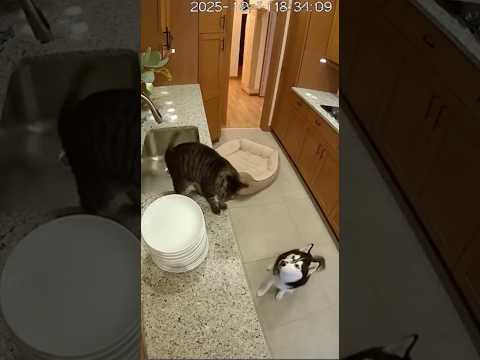 Innocent Dog, Guilty Cat. Another Mess, Same Blame! Dopey(Dog) & Rookie(Cat)Episode 1 🐾