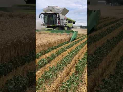 HARVESTING MACHINE FOR DOUBLE ROW CROPPING