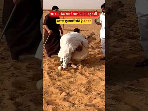 अरब में ऊंट चराने वाले यमनी ll #minivlog #vlog #youtubeshorts #tranding #viral #arablife #gulf #fyp