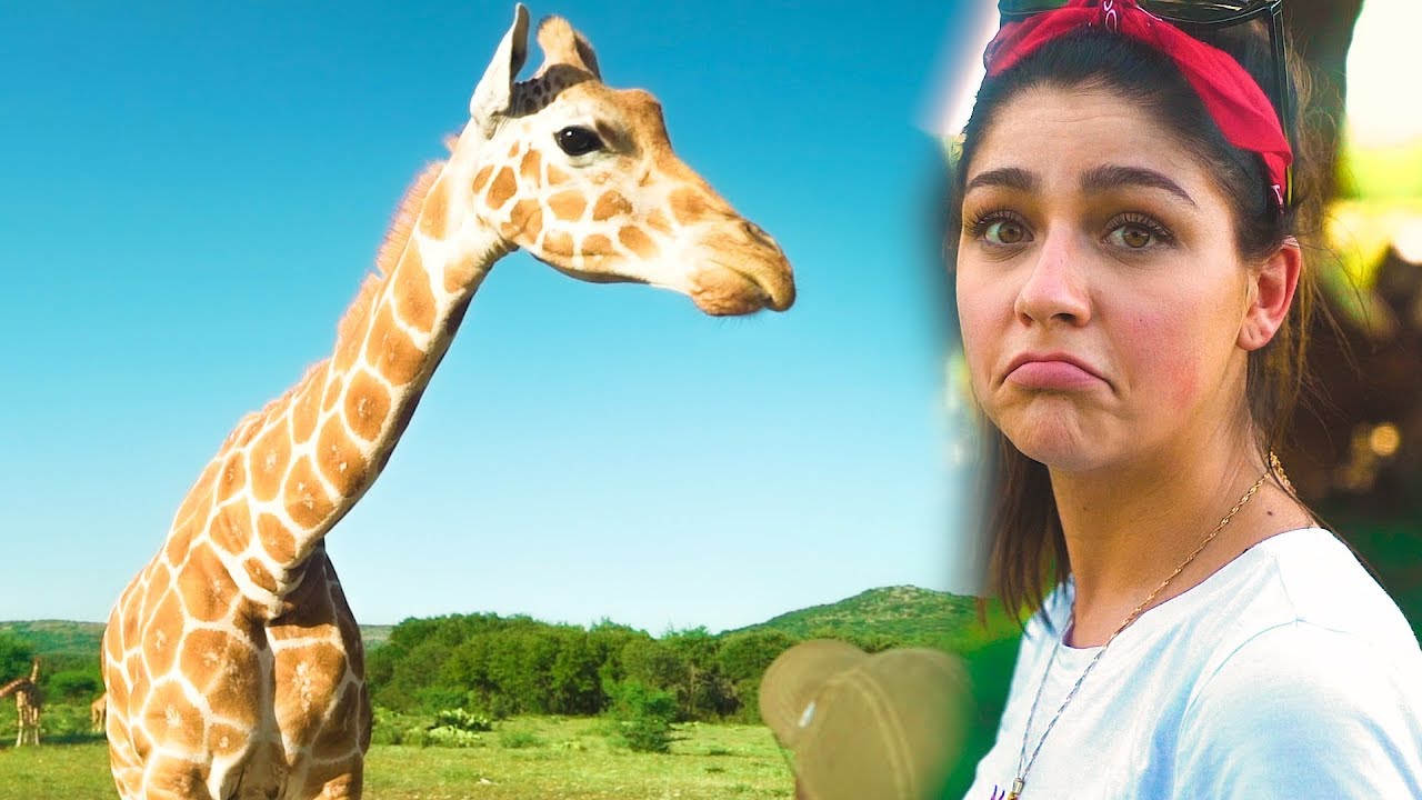 WE ADOPTED A GIRAFFE Andrea Russett & Corey Scherer