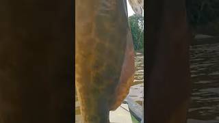 esse é bom de briga #amazonia #fishing #pescaria #peixe#fyp