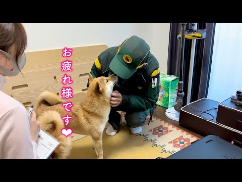 配達員さんが犬好きだとわかると上手に甘えてすぐに懐に入ろうとする柴犬が可愛い