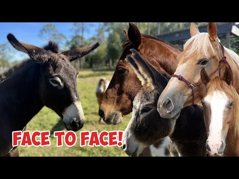 My new Rescue Donkey meets All my Animals!