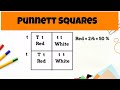 Exploring Punnett Square Fundamentals