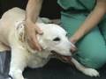 Assessing Canine Neurological Responses