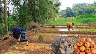 Genjer liar dan kraca untuk di tanam di ladang basah dan masak klonyom lompong