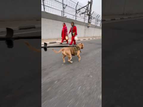 kash😵 koi aisa kutta🙈 mil jaye🐶   #amanandbully #pitbulldog