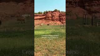 Unspoken Ranch Rules: Nobody said it had to be a horse