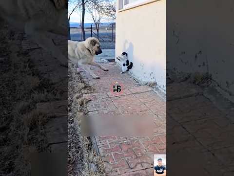 Kangal vs brave cat😱Who Wins?