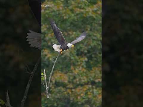 Quran recitation!beautiful voice!#islamicvideo #education #birds #natural #ytshorts