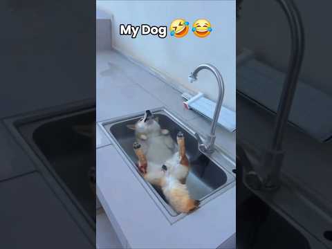 My Friend's Dog Vs My Dog ๐๐คฃ๐