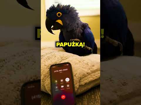 SZTUCZNA INTELIGENCJA ROZPOZNAŁA PAPUGĘ!😳🦜