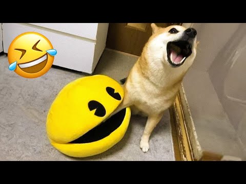 Los Mejores Videos De Animales Divertidos 🤣 Si Te Ríes Pierdes 🐶😹