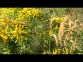 Benefits and Challenges of Native Plants