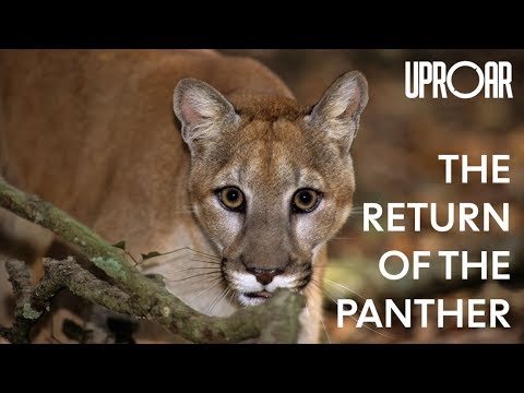 The Return of The Florida Panther