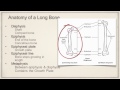 Bone Structure and Function Concepts