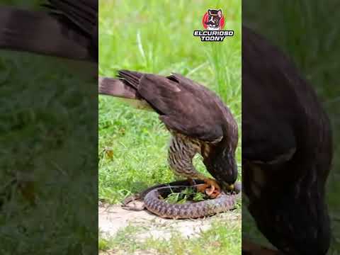 ÁGUILA VS SERPIENTE #shorts #video