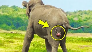 When This Elephant Wouldn’t Move, The Man Looked Through Binoculars And Saw Something Heartbreaking