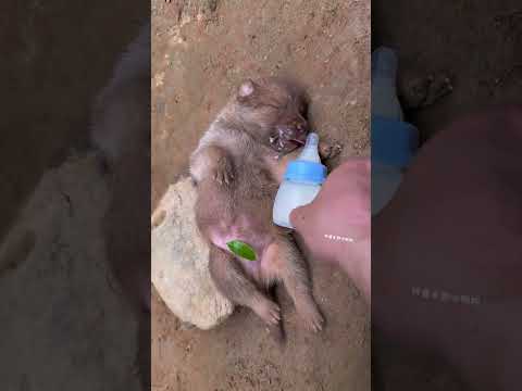 The puppy loves drinking milk