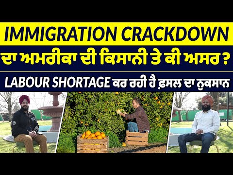 IMMIGRATION CRACKDOWN ਦਾ ਅਮਰੀਕਾ ਦੀ ਕਿਸਾਨੀ ਤੇ ਕੀ ਅਸਰ? | UPDATE FARMING