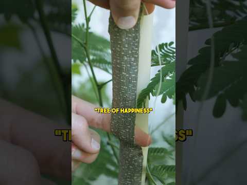 Watch this before consuming Mimosa tree! ⚠️