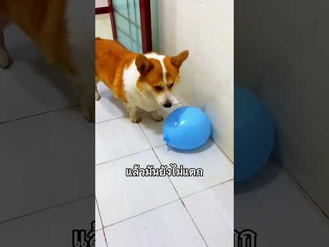 บอกแล้ว อย่าเล่นกับคอกี้ #shorts #shortvideo