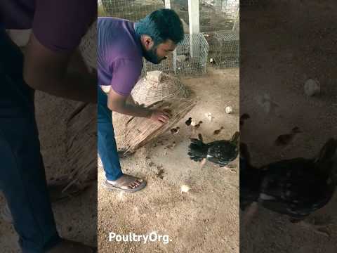 Desi murgi నాటు కోళ్ల పెంపకం देसी मुर्गी no.22 #shorts #desimurgi #chicken #poultry #poultryorg