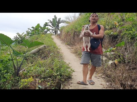 Cute Puppy Followed Me Coming Down The Mountain