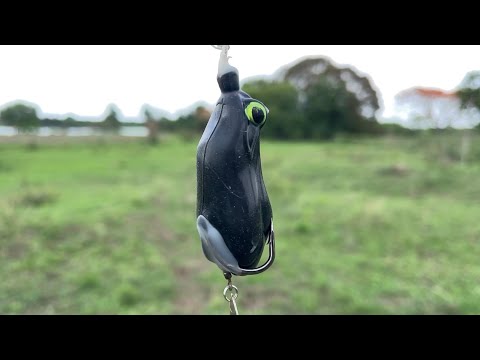 Caught a snakehead fish using artificial frog bait in Manjeera river | village nature
